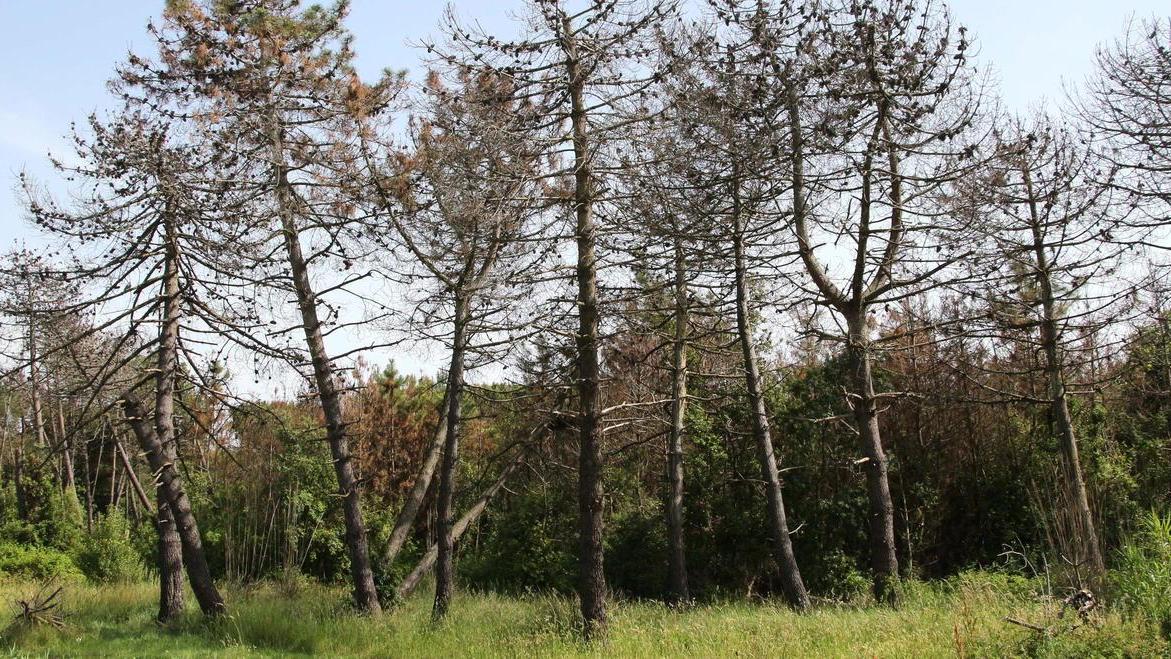 A bando il progetto per 4.800 nuovi alberi nella pineta di Viareggio