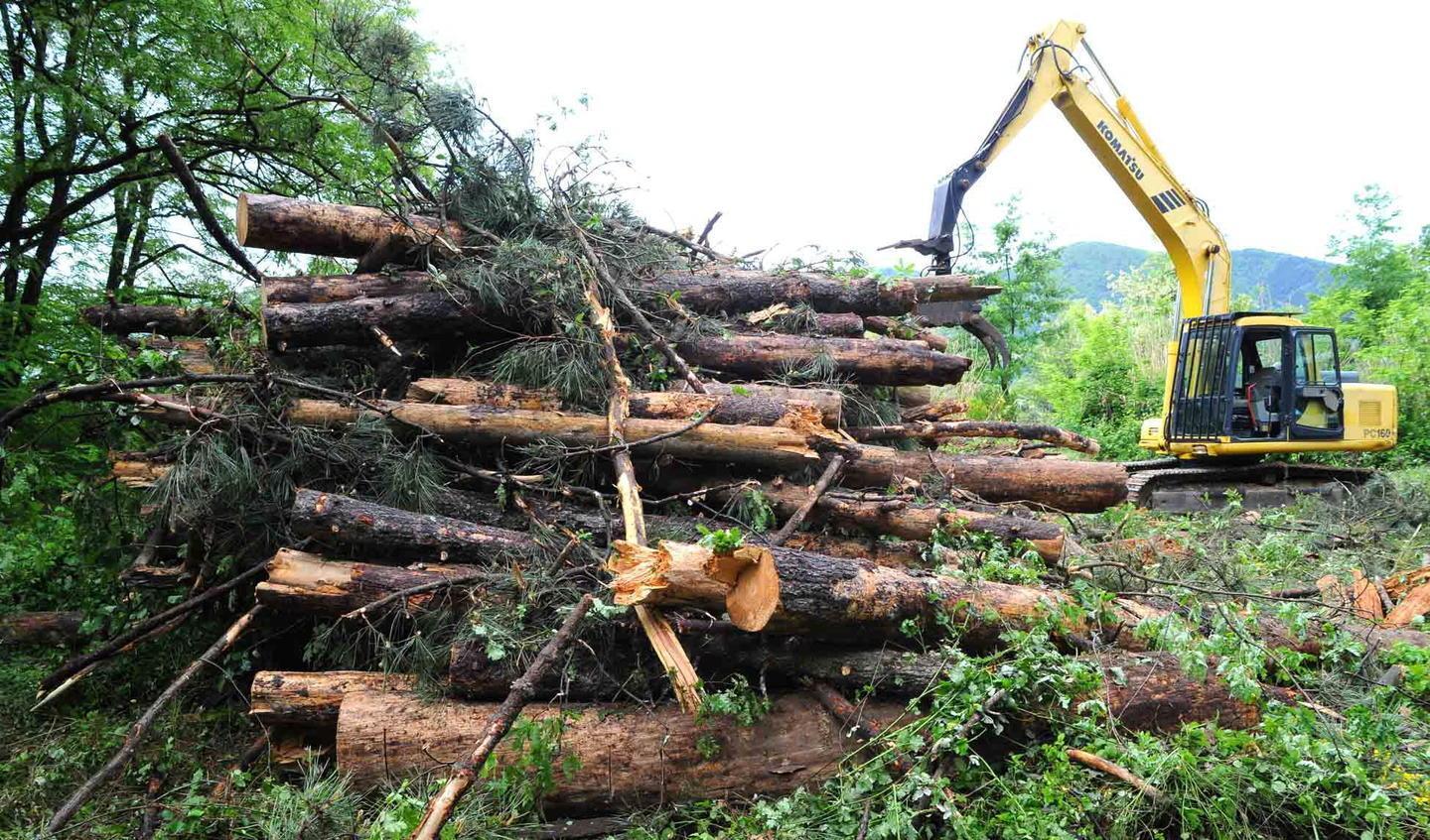 Taglio del bosco, tre proposte di Cna «Può intervenire Franceschini» 