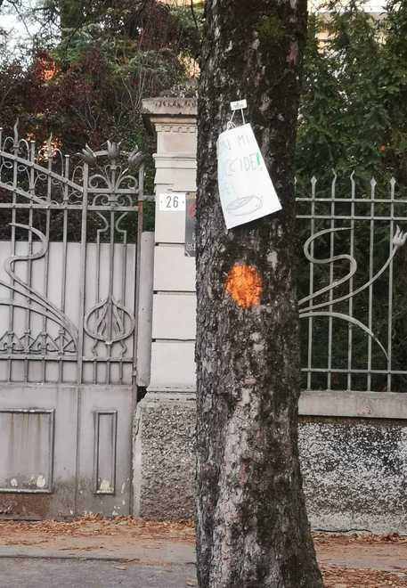«Non uccidete gli alberi»