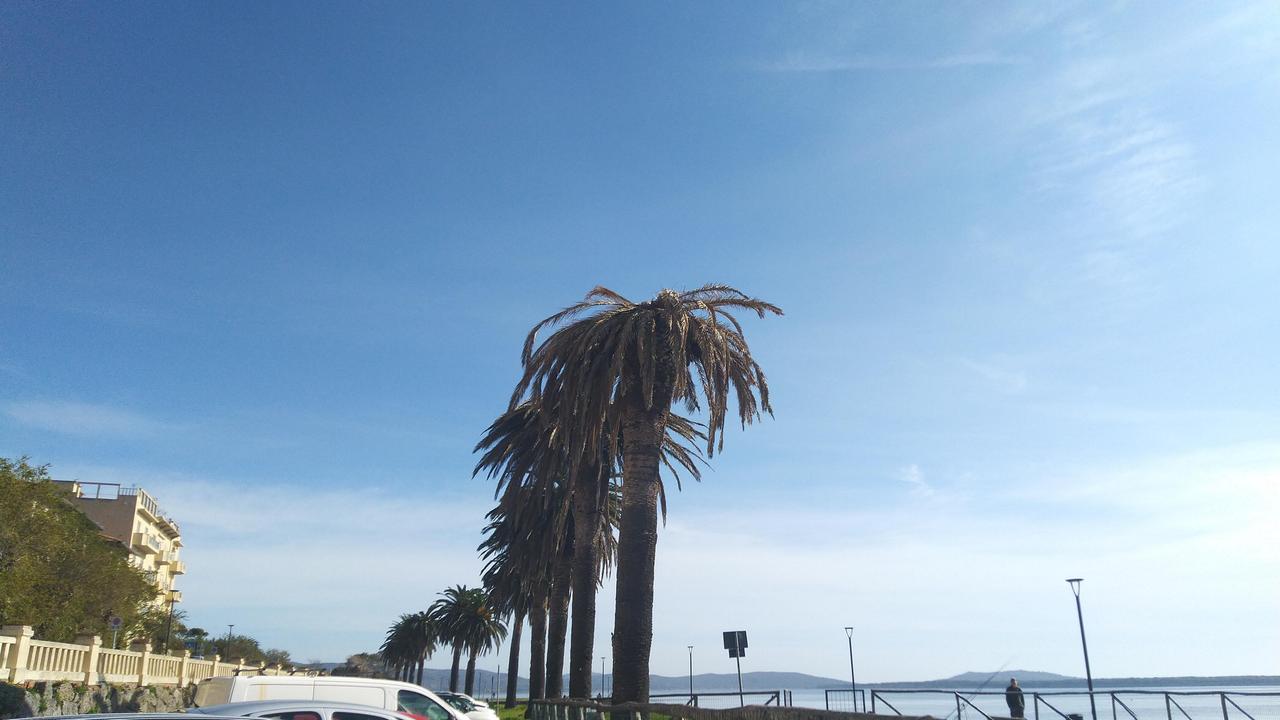 Le palme morenti a Orbetello