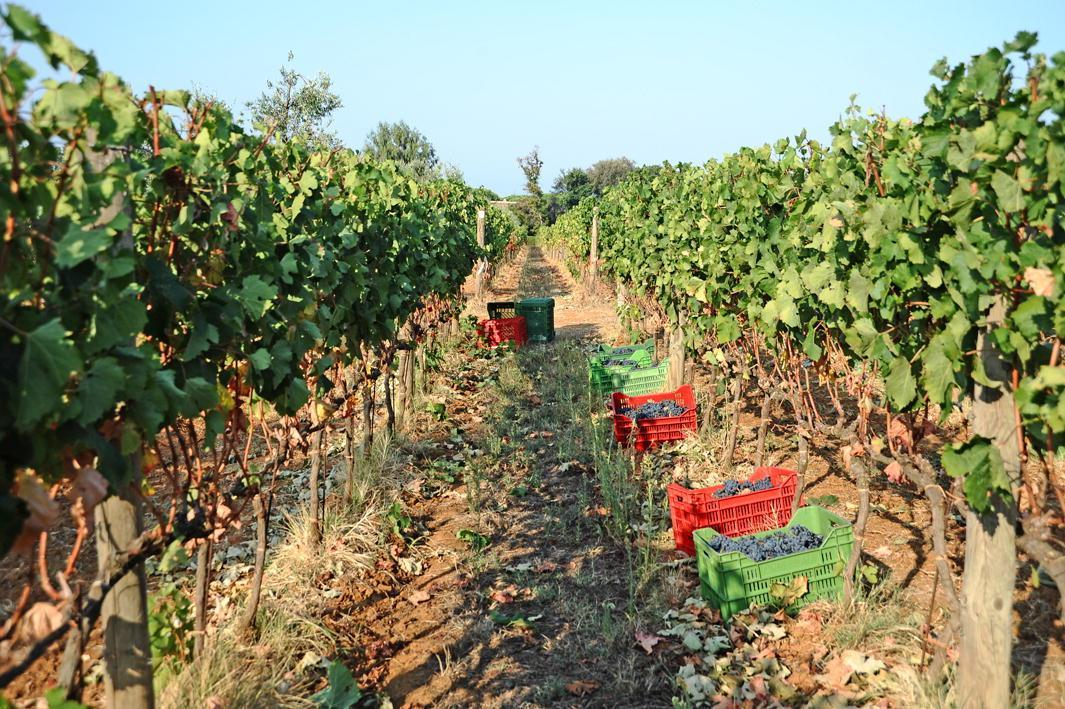 Un vigneto di Bolgheri