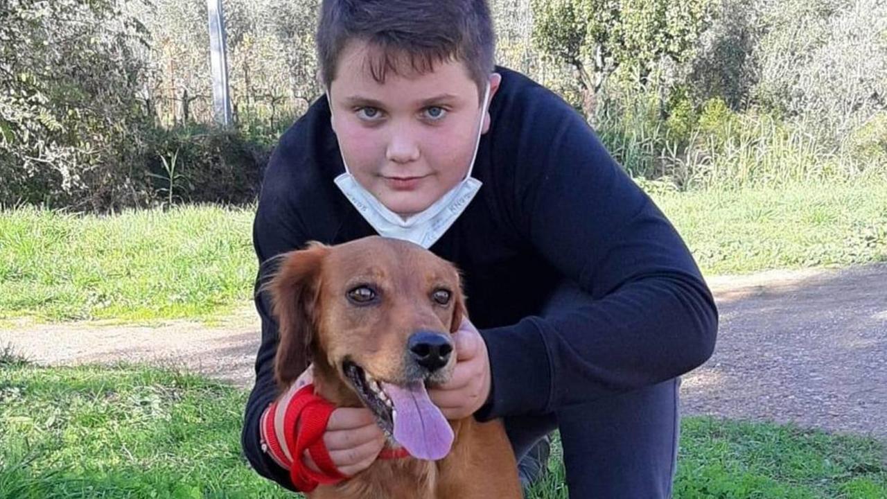 Mami ha trovato una casa Ecco come adottare un cane