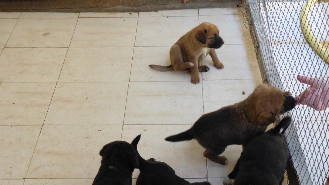 Canile municipale, cercasi gestore