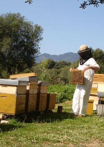 Il miele di Austis conquista la platea nazionale 