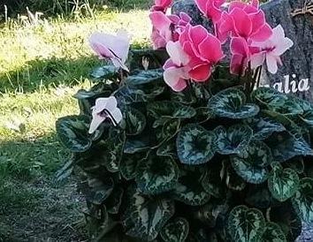Ruba un ciclamino rosa poi riporta sulla tomba un fiore spelacchiato