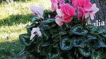 Ruba un ciclamino rosa poi riporta sulla tomba un fiore spelacchiato