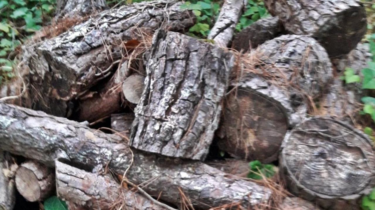 Intensificati i controlli nelle aree demaniali e in quelle di massima tutela ambientale