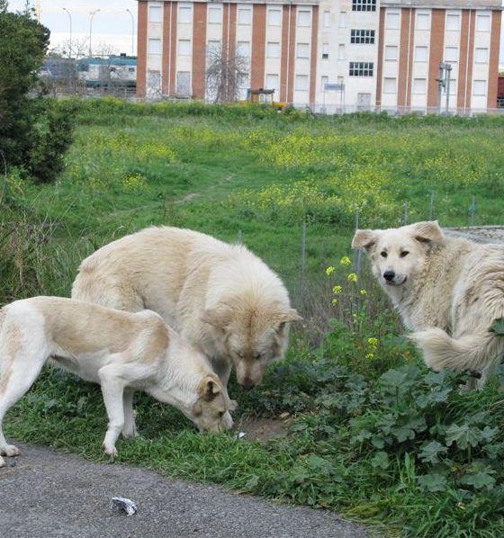 Il Comune cerca un canile rifugio per ospitare 200 cani randagi