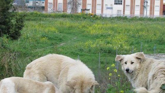 Il Comune cerca un canile rifugio per ospitare 200 cani randagi