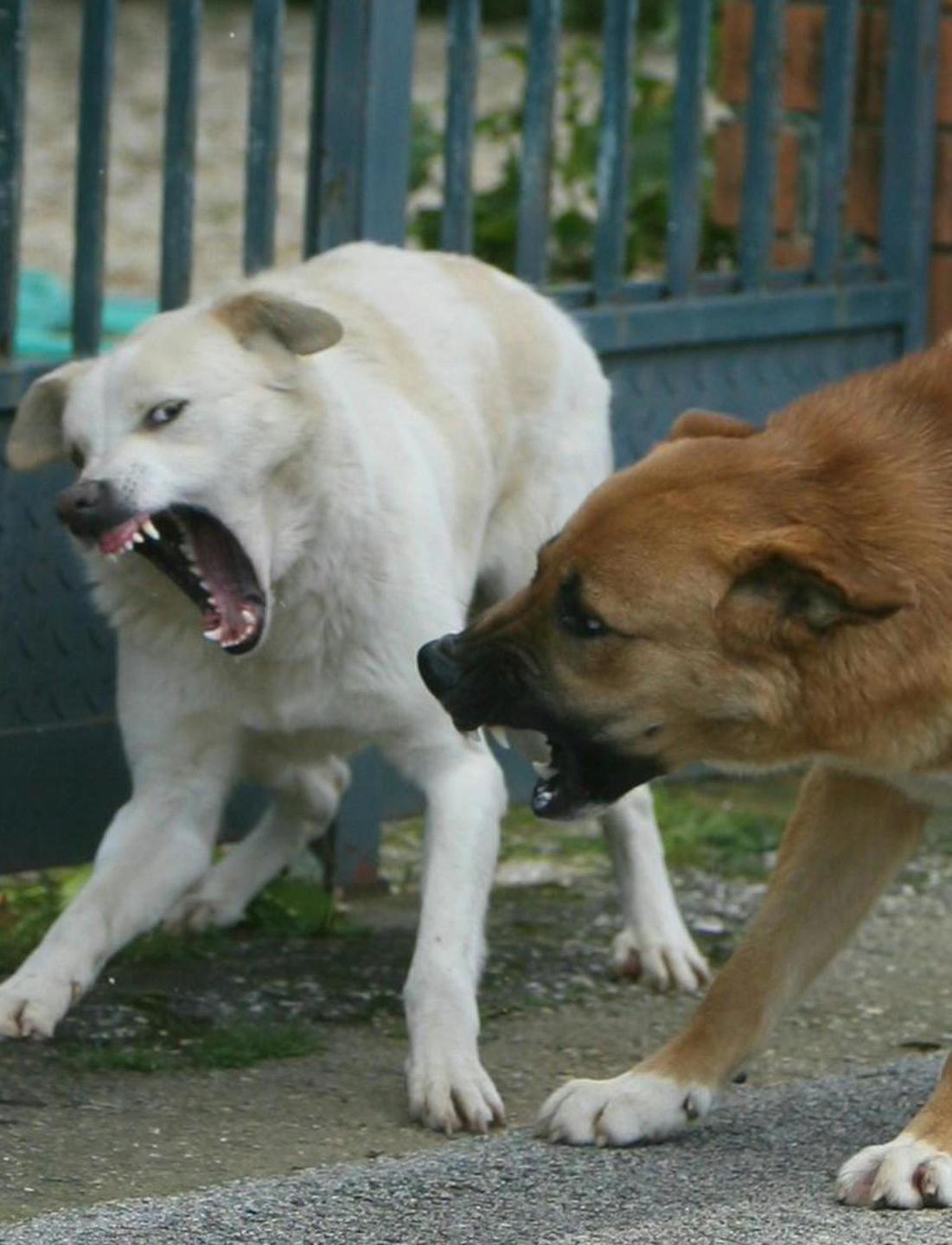 Prima la zuffa tra i cani poi i padroni iniziano a litigare