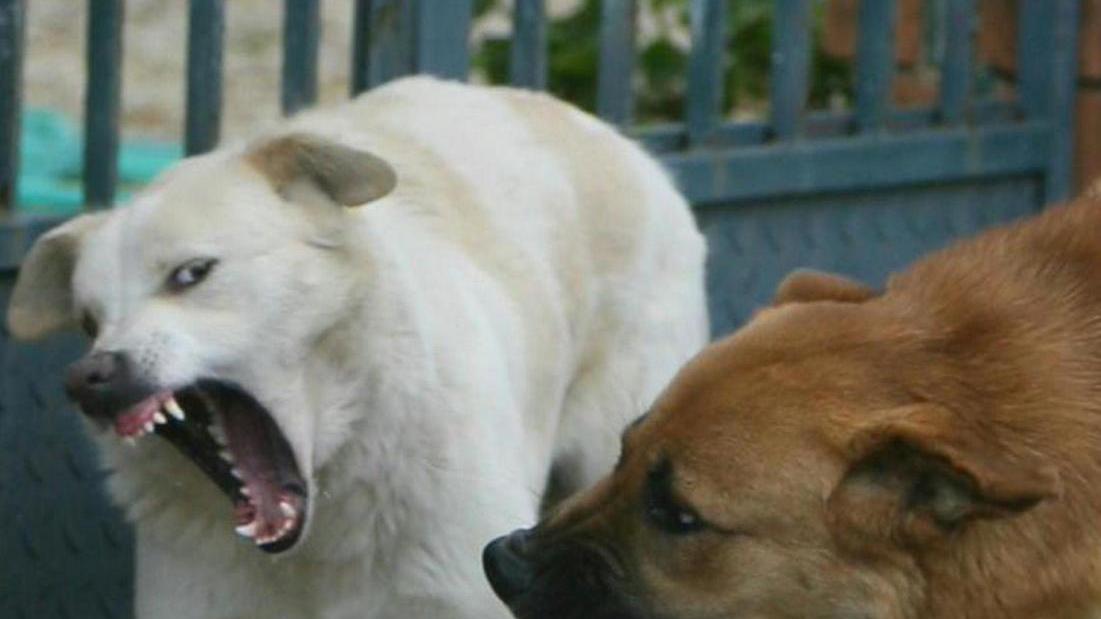 Prima la zuffa tra i cani poi i padroni iniziano a litigare