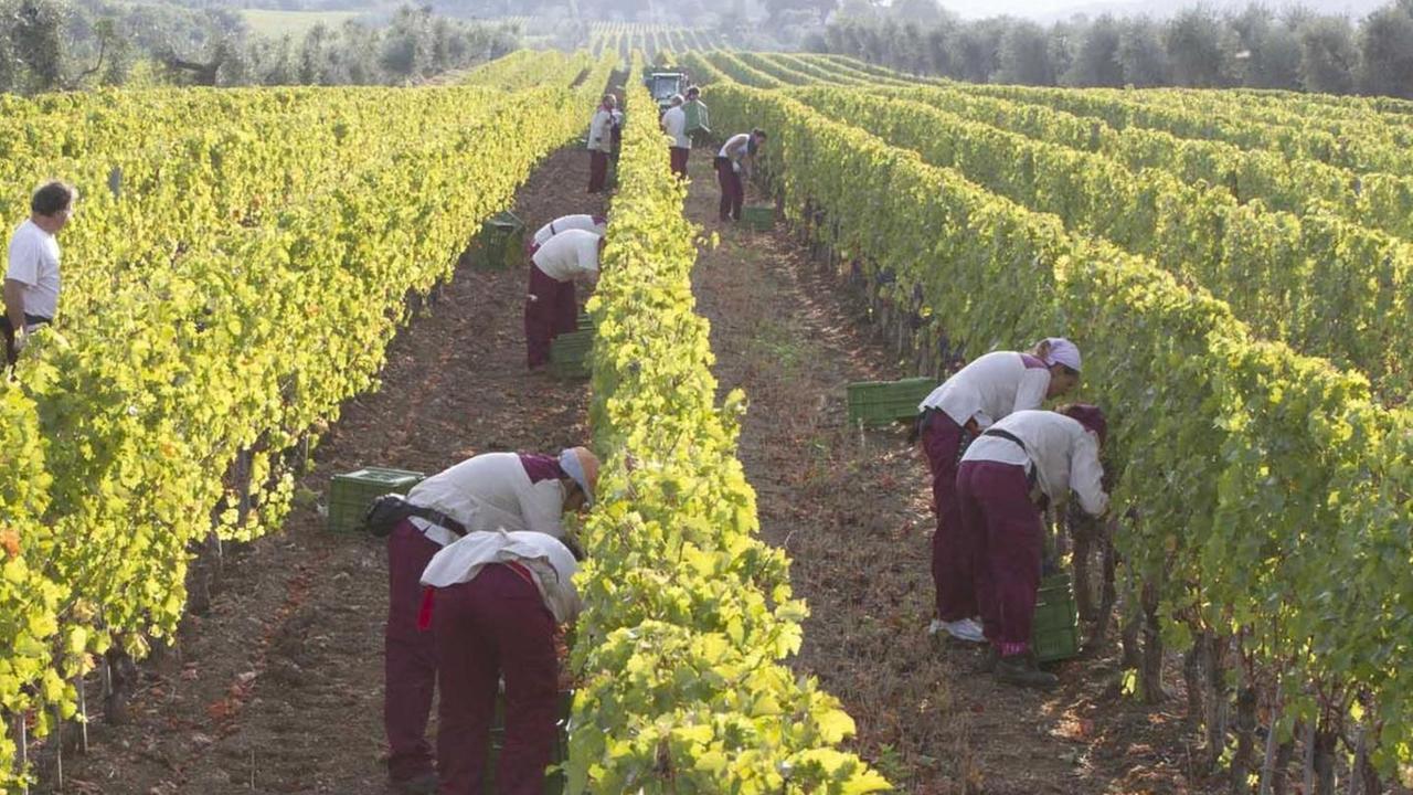 In Bulgaria provano a copiare il Sassicaia