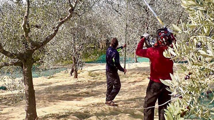 La produzione di olio cresce in Versilia il lockdown non ha fatto danni
