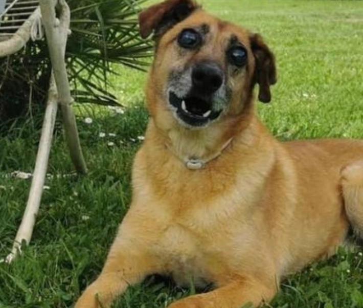 Sos per Geppetto, che gli altri cani non vogliono più insieme a loro