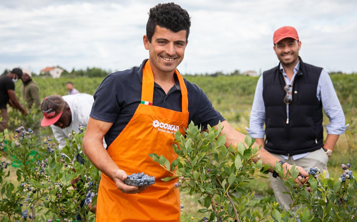 Maremma, terra delle bacche blu A Roselle c’è una distesa di mirtilli 