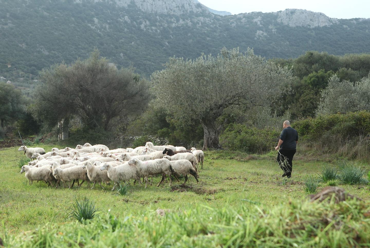 Il sindaco Soddu: «Con gli allevatori ma priorità alla salute»