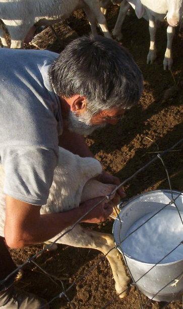 «Le nostre bestie moriranno di stenti» 