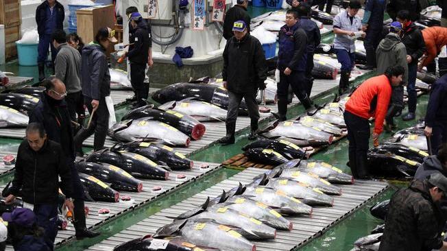Tokyo, mercato pesce riapre ai turisti