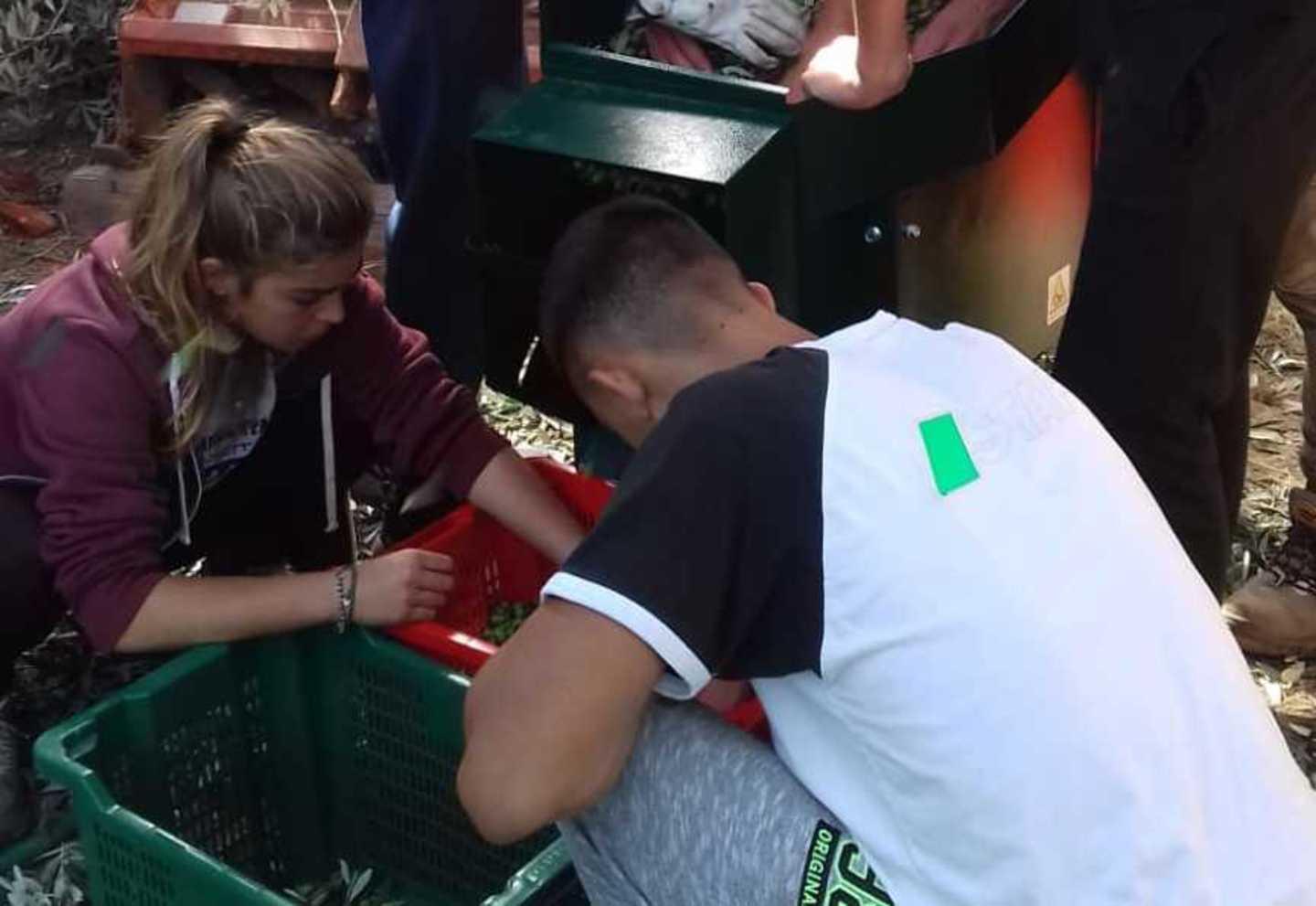 Studenti e detenuti insieme a raccogliere le olive 