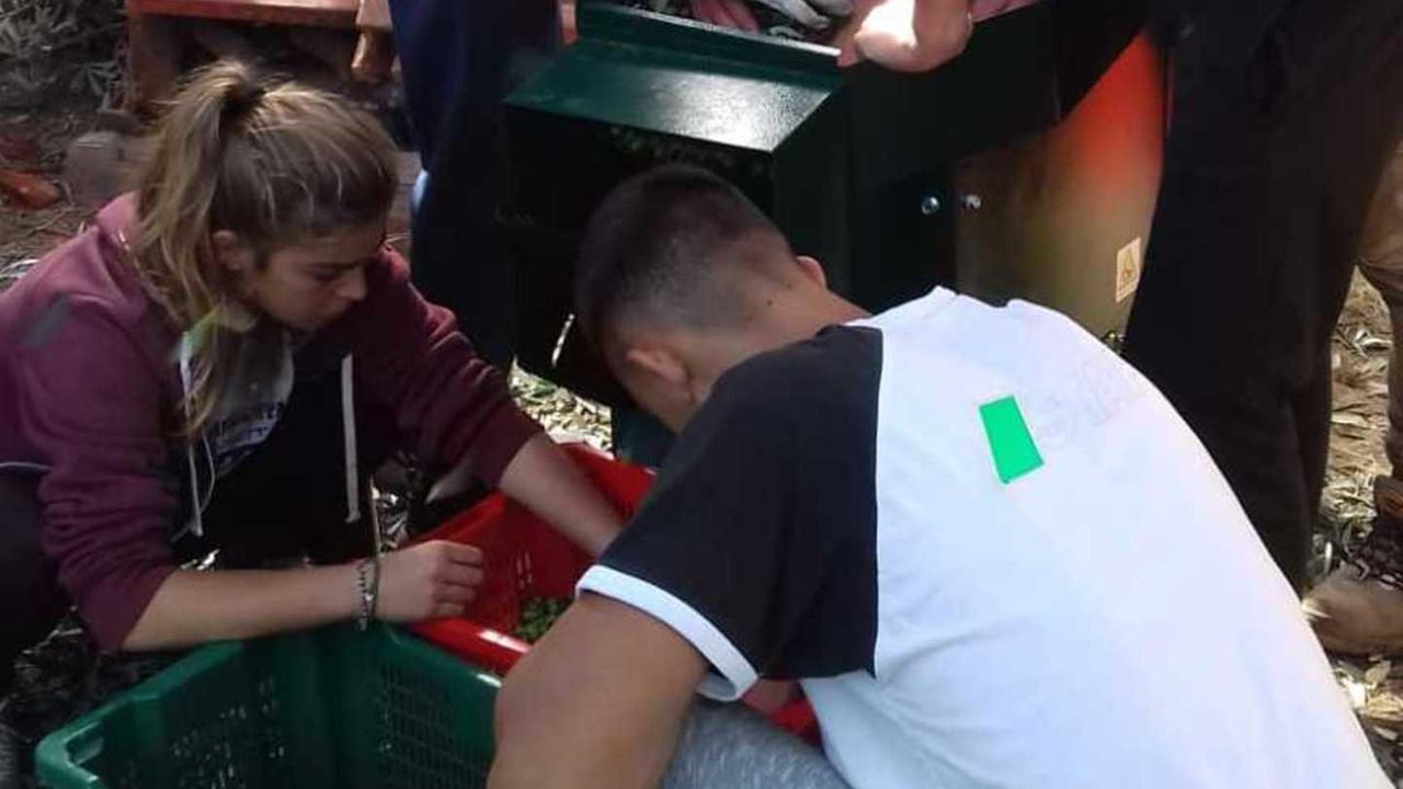 Studenti e detenuti insieme a raccogliere le olive