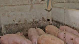 Ciusa (M5s): «Basta embargo sulla carne suina»