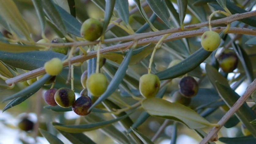 Certaldo: allarme furti, rubati quintali di olive in due giorni