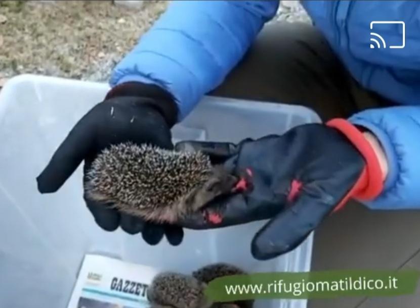 Inverno al Cras Matildico per un centinaio di ricci salvati sulle strade 