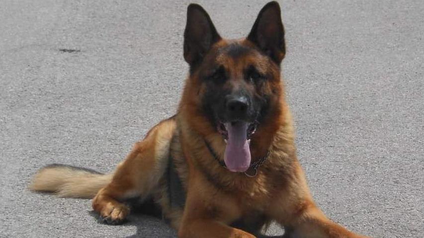 Addio Lapo, il cane della Cri diventato l’eroe dei bambini