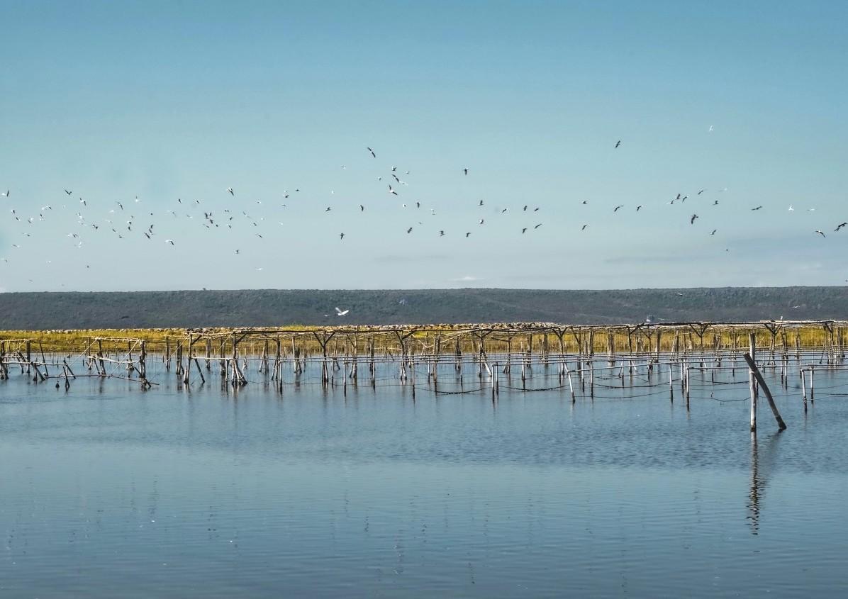 I gusci delle cozze diventano isolotti 