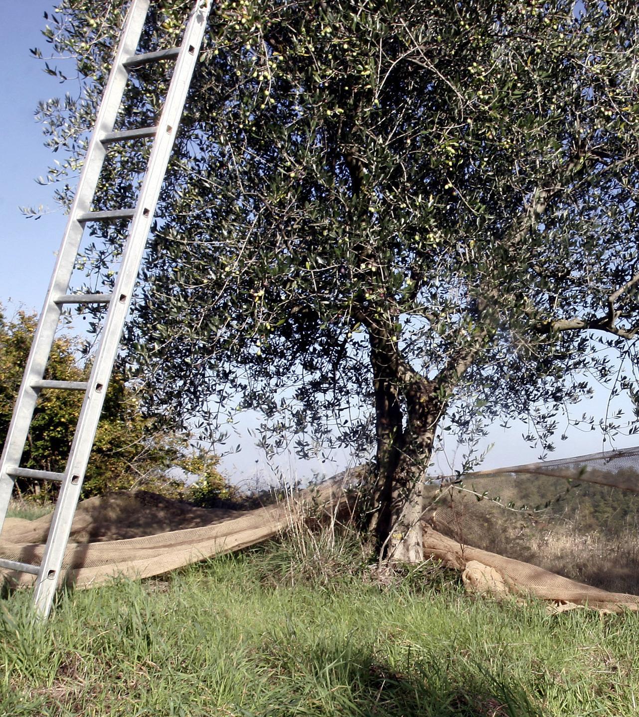 Campagna olivicola in calo perdite del 40 per cento 