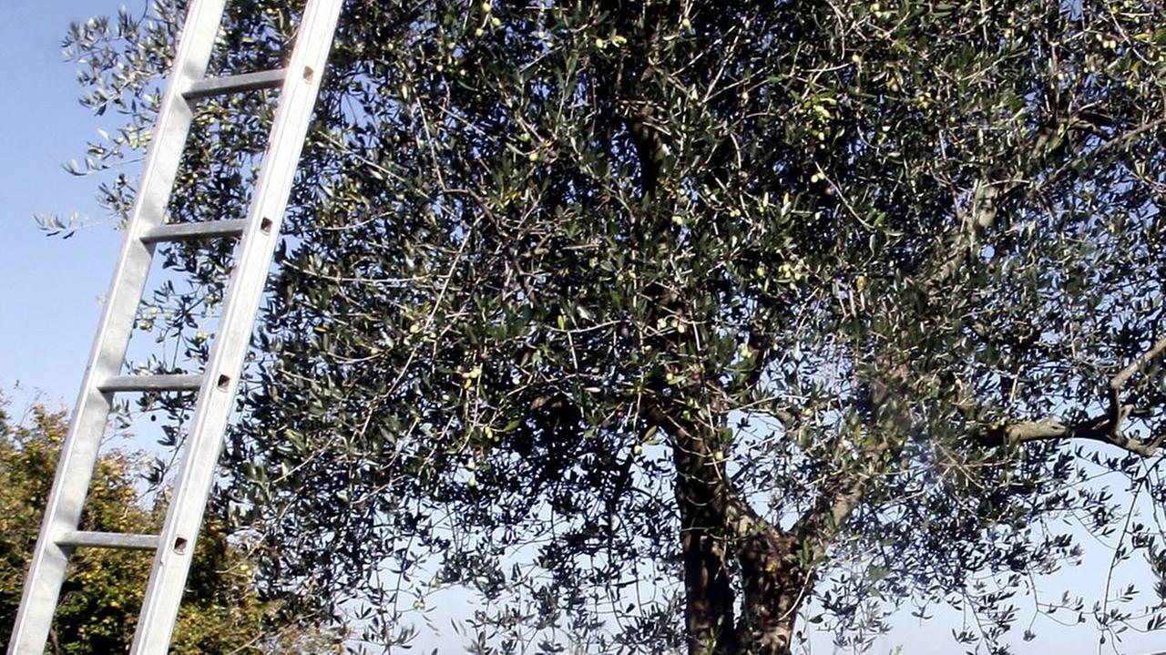 Campagna olivicola in calo perdite del 40 per cento 