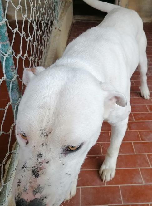 Donna aggredita a casa a Corporeno: recuperati i tre cani, sanzionato il padrone 