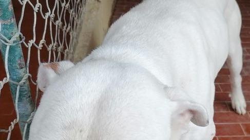 Donna aggredita a casa a Corporeno: recuperati i tre cani, sanzionato il padrone
