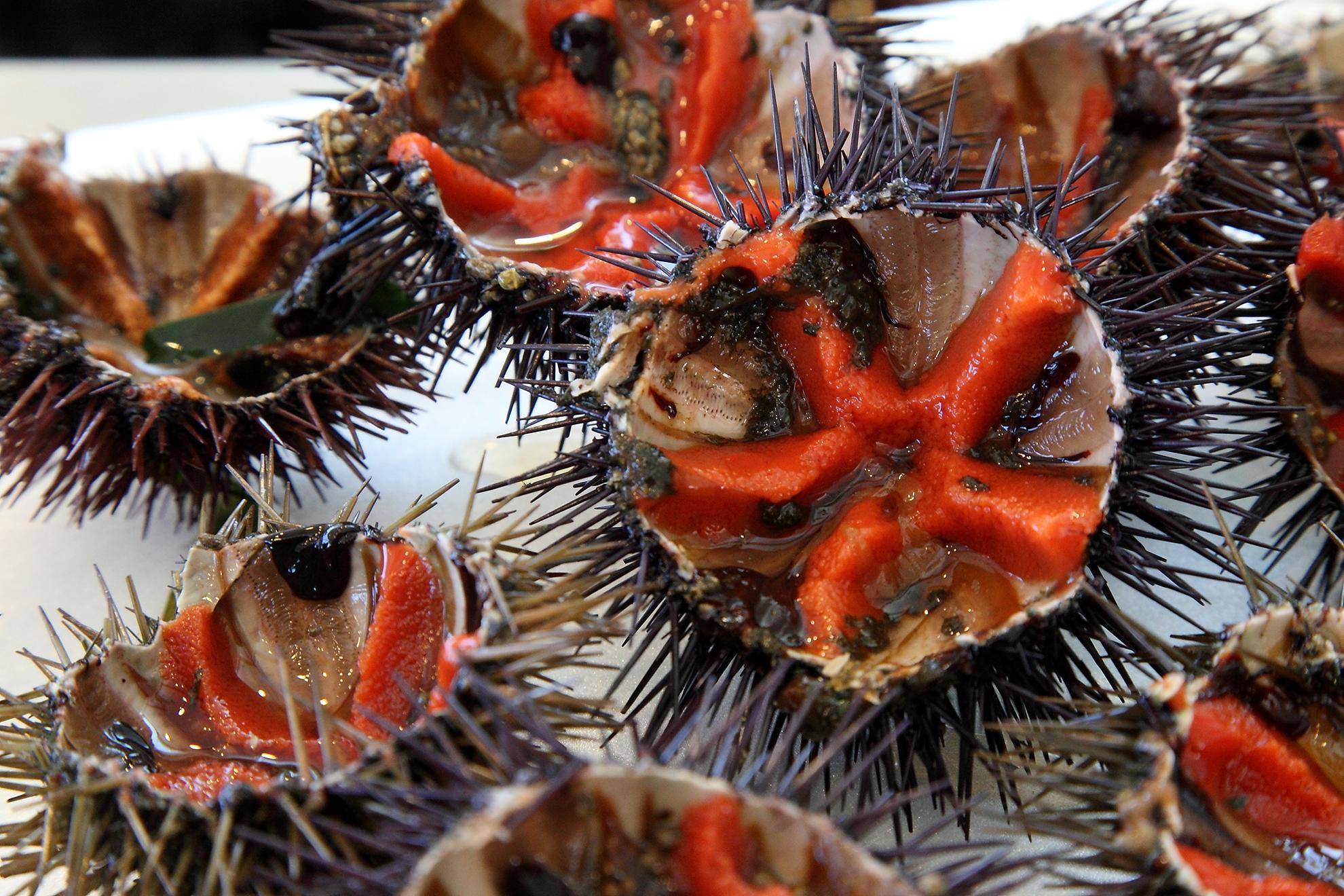 Al via dal 16 novembre la pesca ai ricci: stop agli sportivi 