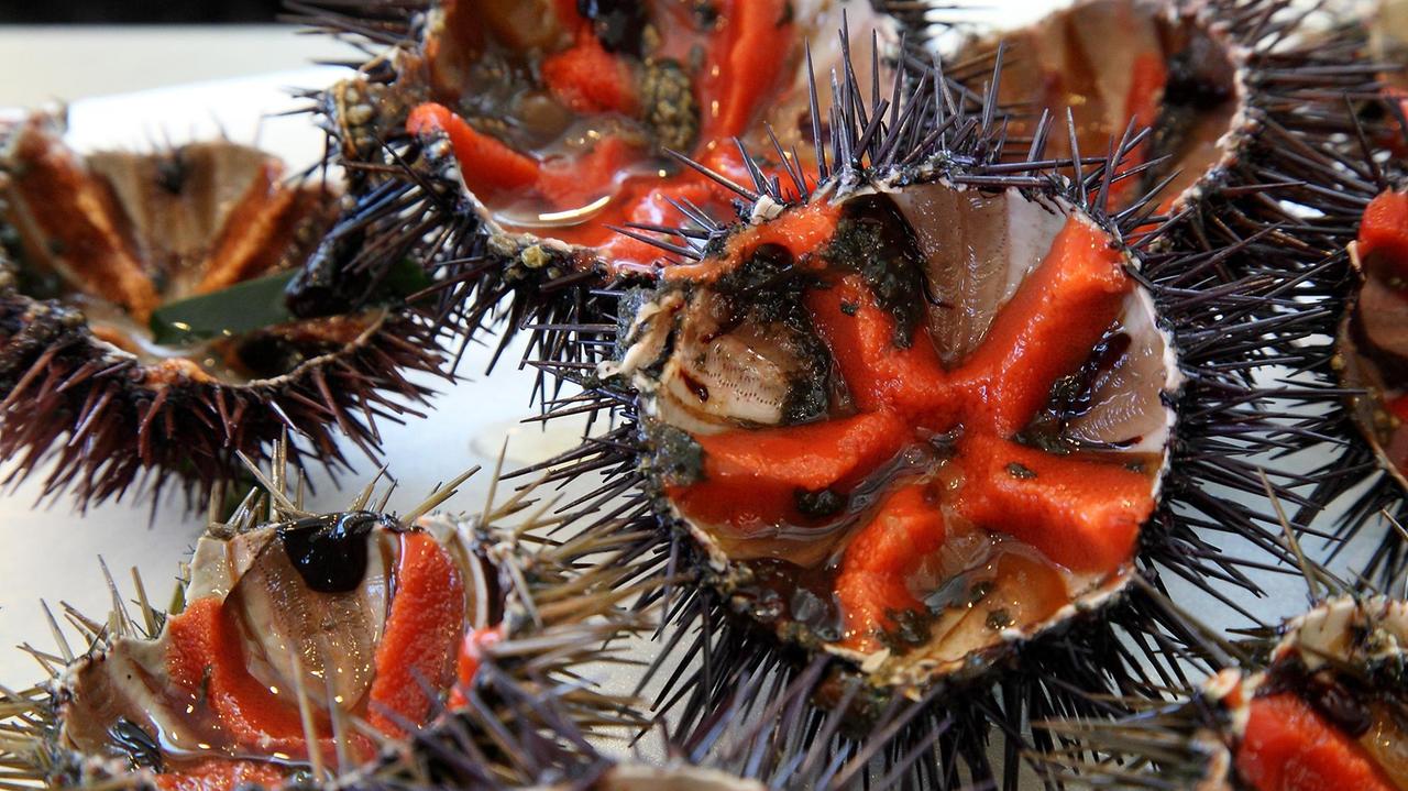 Al via dal 16 novembre la pesca ai ricci: stop agli sportivi