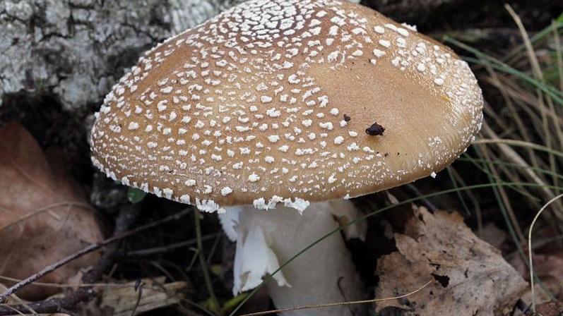 Una Amanita pantherina