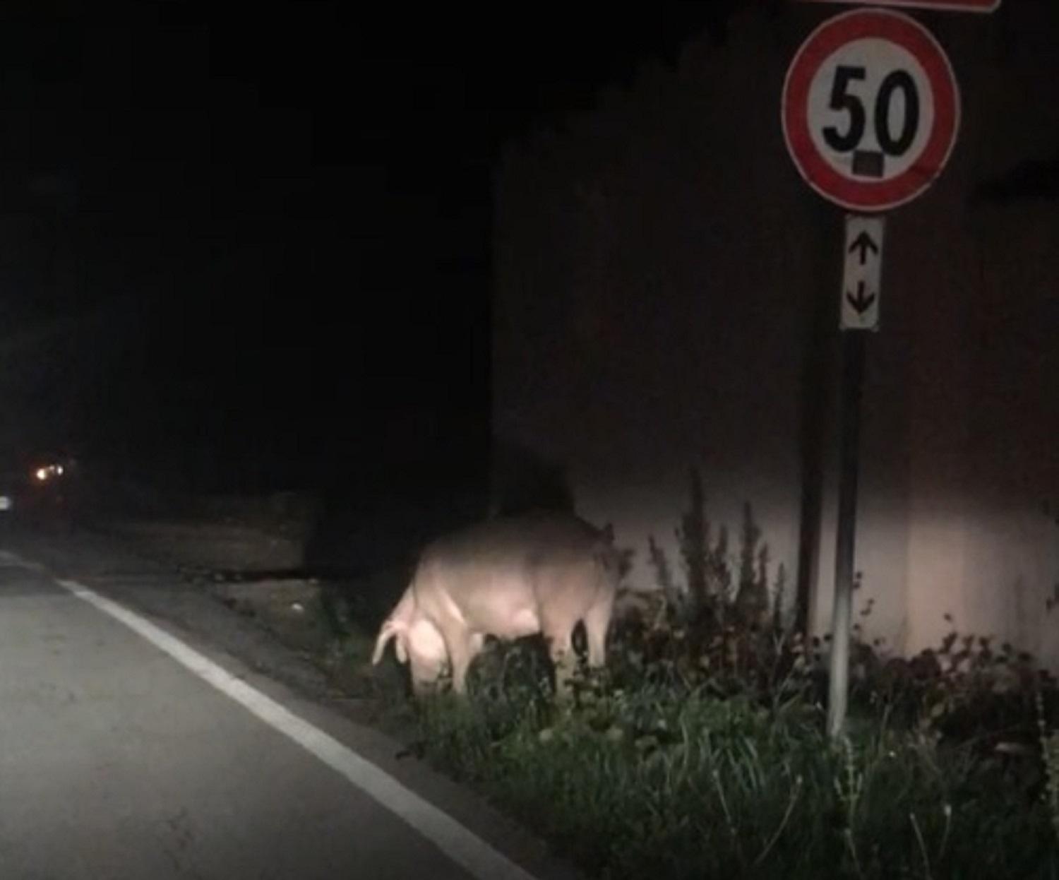 La scrofa in via della Valle Benedetta