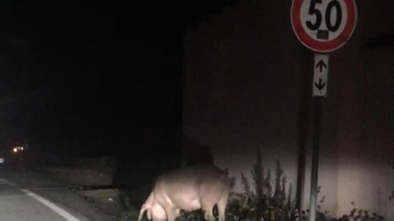 La scrofa in via della Valle Benedetta