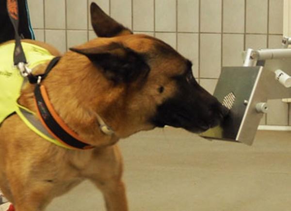 Un tampone di nome Fido: forse tra un mese i cani addestrati a "fiutare" il coronavirus 