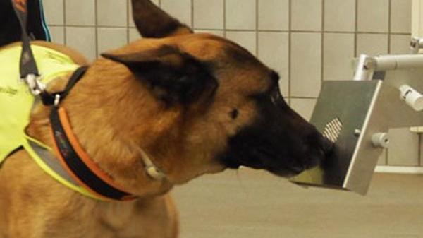 Un tampone di nome Fido: forse tra un mese i cani addestrati a "fiutare" il coronavirus