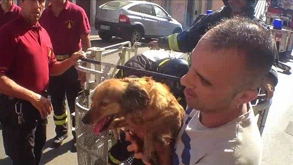 Un cane abbandonato su un terrazzino salvato dai vigili del fuoco