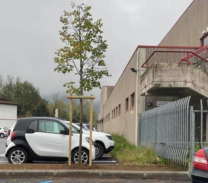 Piantati nuovi alberi al palasport di Camaiore