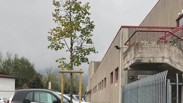 Piantati nuovi alberi al palasport di Camaiore