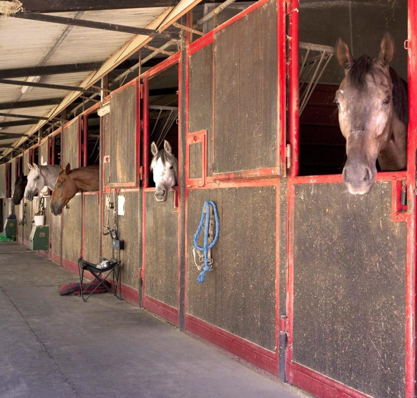 Furto su commissione di venti selle da cavallo in un agriturismo