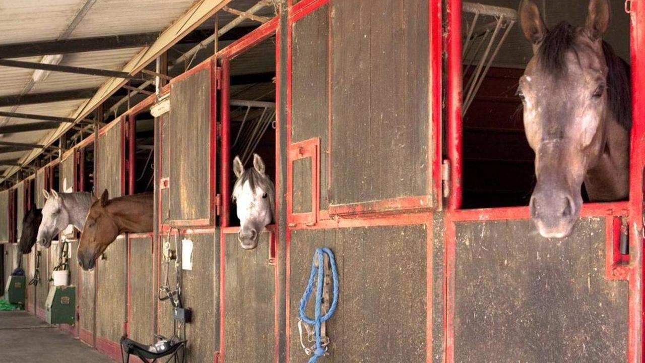 Furto su commissione di venti selle da cavallo in un agriturismo