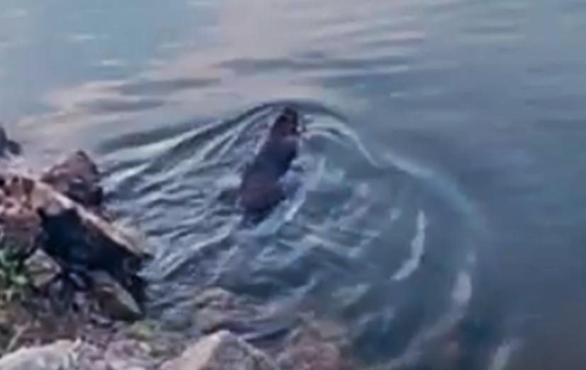 Avvistata una grossa nutria nel lago Coghinas 