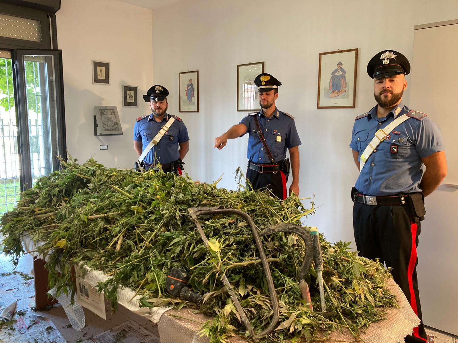 San Polo, nel bosco c'è una piantagione di marijuana: denunciato un 50enne 