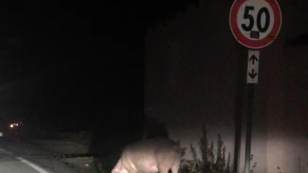 Scrofa vaga per la strada e danneggia un’auto montando sul cofano