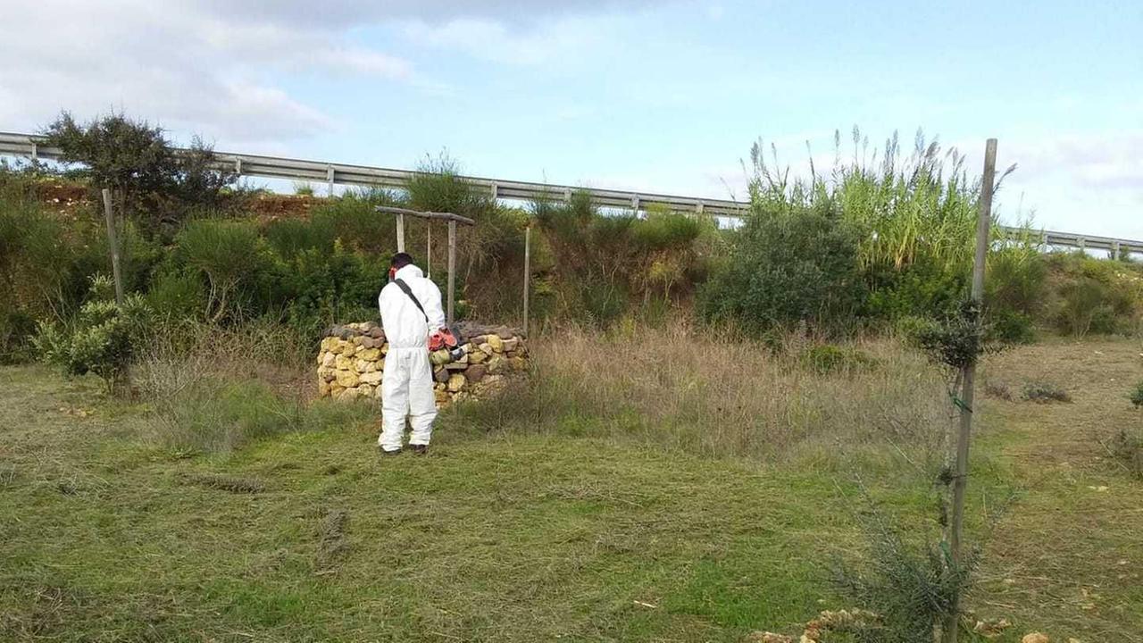 Forestazione, una boccata d’ossigeno 