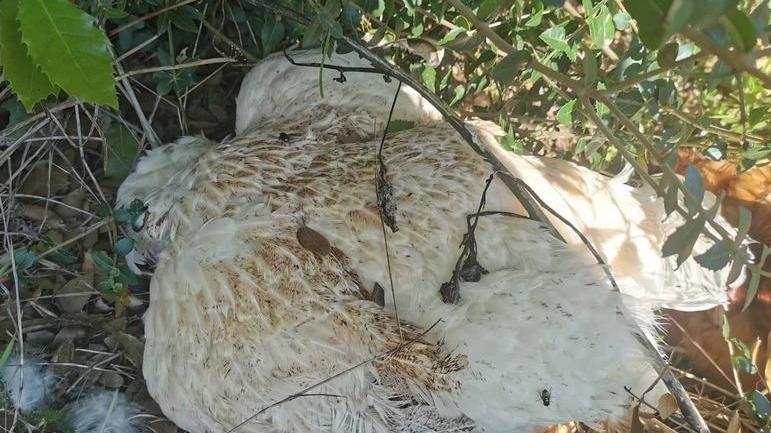 La Faina Come Uccide Le Galline